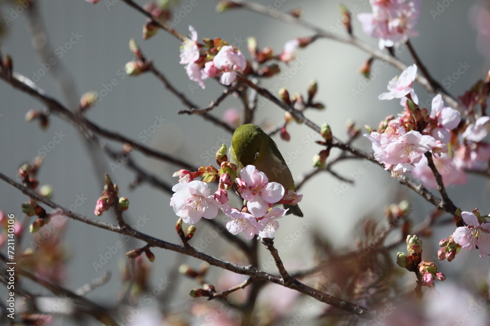 桜の花とメジロ