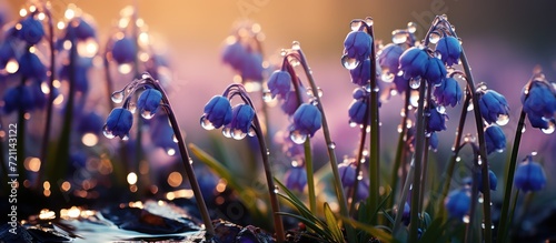 grape hyacinth grove growing in the garden with dew drops and bright sun
