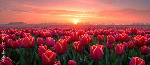 Enchanting scenery with Netherlands tulip field and sunrise.