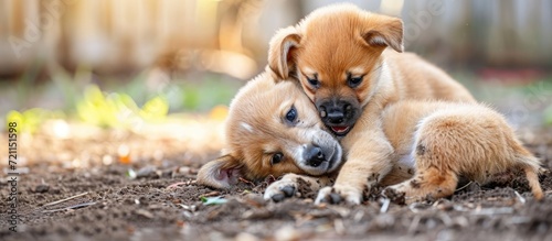 Two-month-old puppies engage in playful wrestling, one on top of the other. photo