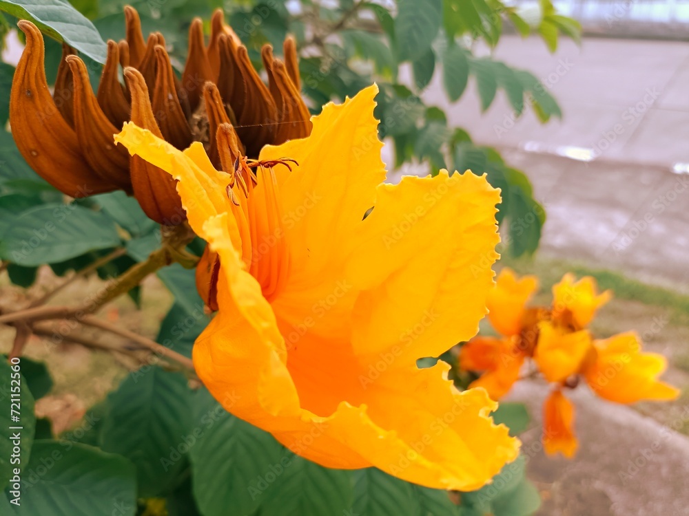 Fototapeta premium Spathodea campanulata or African tulip tree, Fire bell, Fountain tree. Petals base are stuck together, tip spreads into trumpet shape and separated into 4-5 petals. Petals are wrinkled, bright orange.