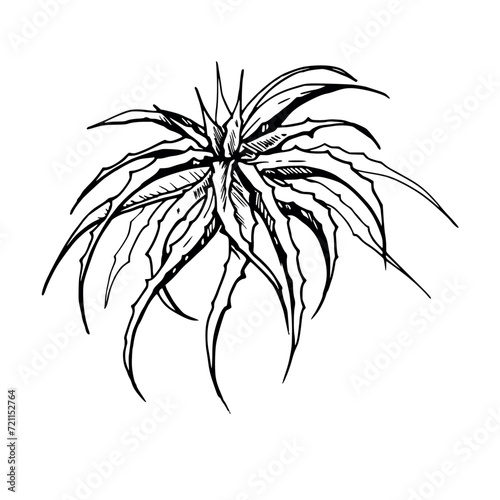 Hand drawn ink vector illustration, nature tropical exotic desert plant succulent cactus aloe agave leaves. Single object isolated white background. Design travel, vacation, brochure, print, botanical