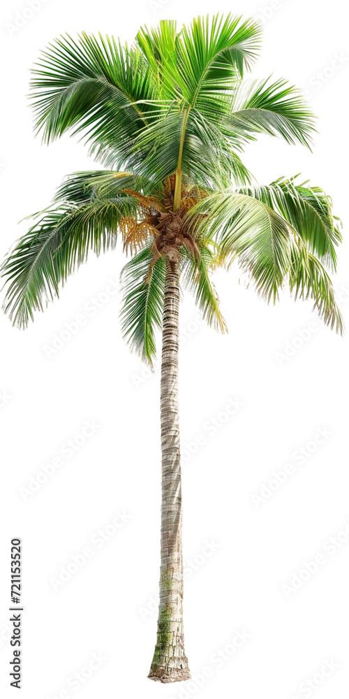 Obraz premium Palm, transparent background, isolated image, generative AI