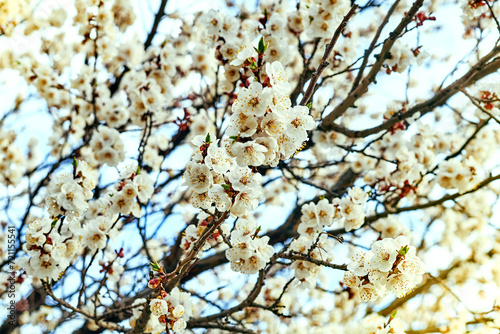 Beautiful white delicate spring flowers against the blue sky. © Igor