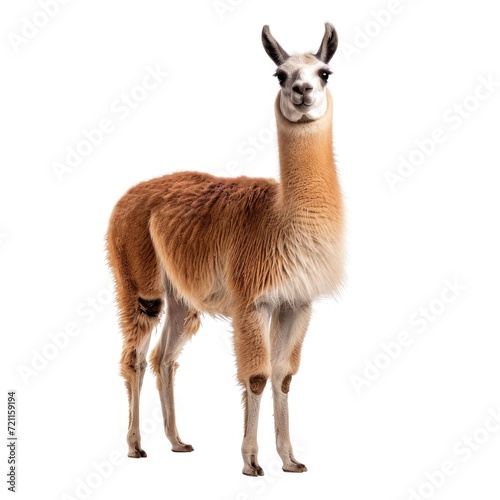 Llama standing in natural pose isolated on white background, photo realistic © Pixel Pine
