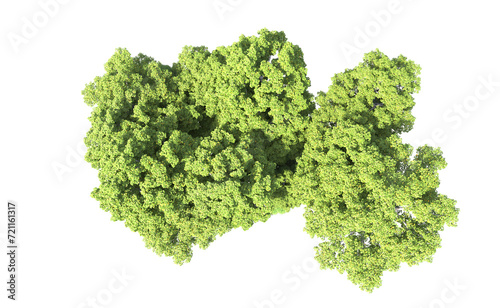 Green forest isolated on background. 3d rendering - illustration