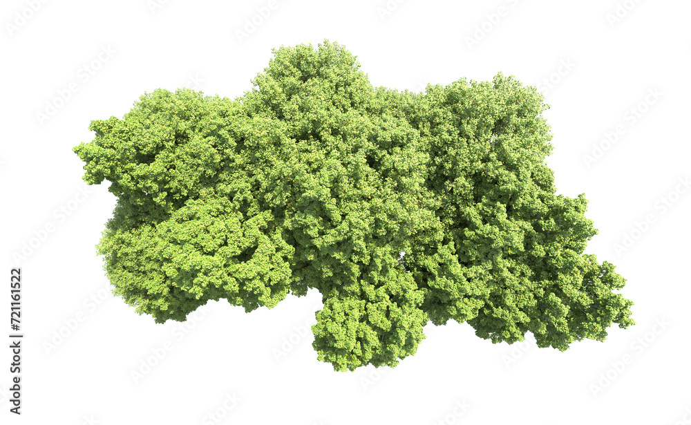 Green forest isolated on background. 3d rendering - illustration Green forest isolated on background. 3d rendering - illustration