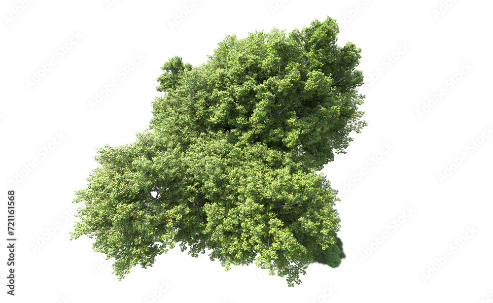 Green forest isolated on background. 3d rendering - illustration Green forest isolated on background. 3d rendering - illustration