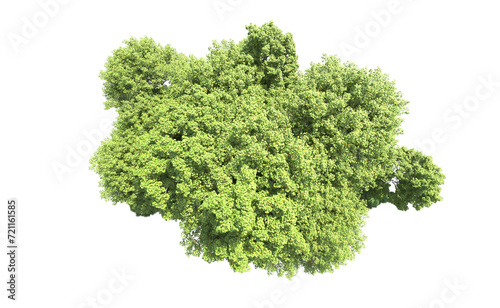 Green forest isolated on background. 3d rendering - illustration