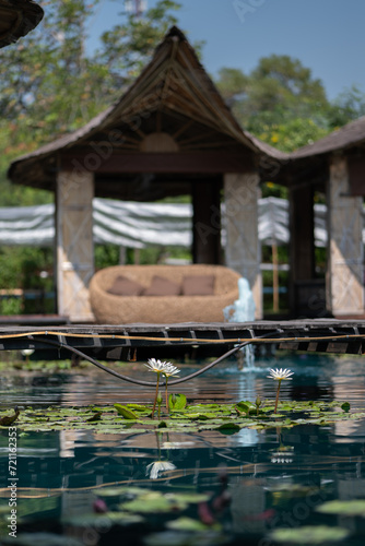 Take a photo of white lotus flower in the middle of a green pond.