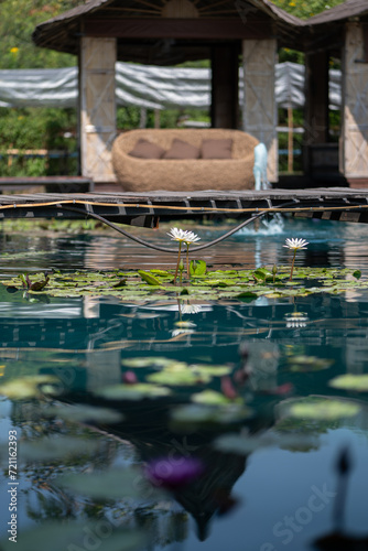 Take a photo of white lotus flower in the middle of a green pond.