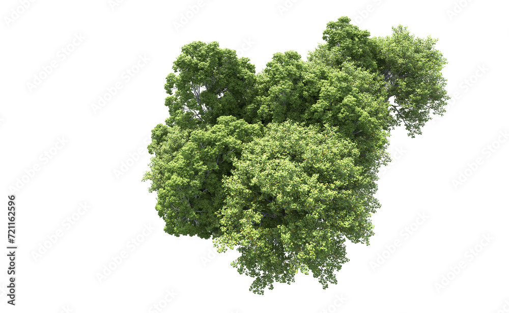 Green forest isolated on background. 3d rendering - illustration Green forest isolated on background. 3d rendering - illustration