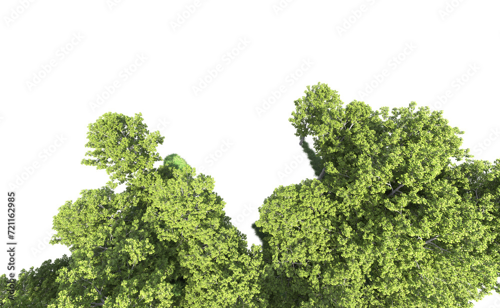 Obraz premium Green forest isolated on background. 3d rendering - illustration