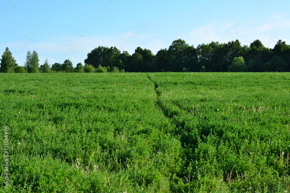 green field with footpath going to the forest copy space green field with footpath going to the forest copy space