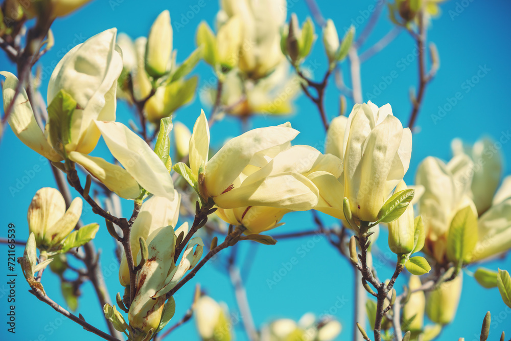 Obraz premium Blooming white magnolia flowers against the blue sky. Spring. Natural vintage floral background