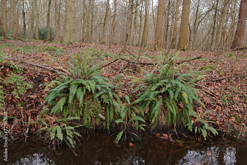 Closeup on the European evergreen  Hard fern  Blechnum spicant in a forest ditchside