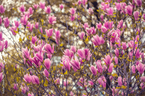 Blossoming magnolia flowers. Springtime. Natural vintage floral background