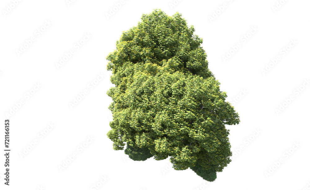 Green forest isolated on background. 3d rendering - illustration Green forest isolated on background. 3d rendering - illustration