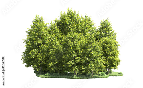 Fototapeta Naklejka Na Ścianę i Meble -  Green forest isolated on background. 3d rendering - illustration