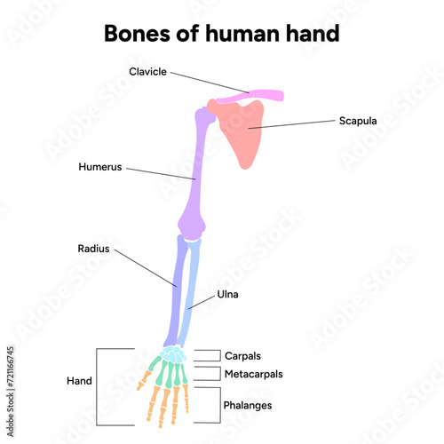 Diagram showing shoulder bone bones of human hand infographic  photo