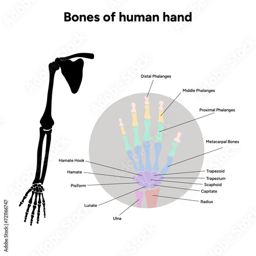 Diagram showing shoulder bone bones of human hand infographic 