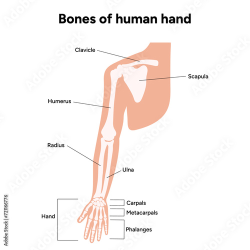 Diagram showing shoulder bone bones of human hand diagram