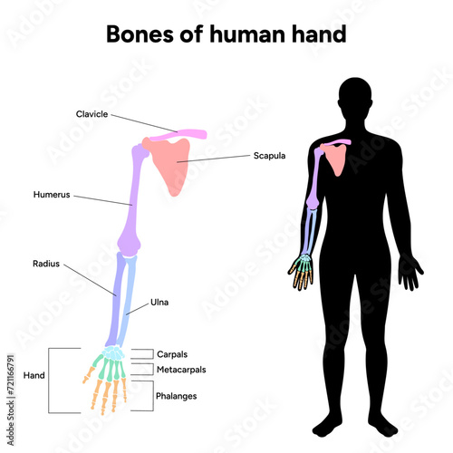 Diagram showing shoulder bone bones of human hand