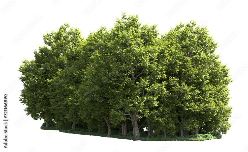 Fototapeta premium Green forest isolated on background. 3d rendering - illustration