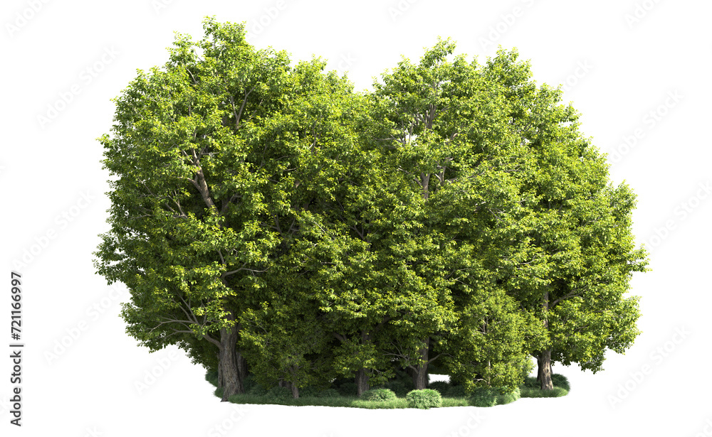 Fototapeta premium Green forest isolated on background. 3d rendering - illustration