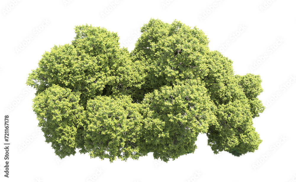Green forest isolated on background. 3d rendering - illustration Green forest isolated on background. 3d rendering - illustration