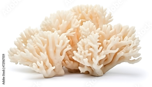 corals isolated on white background