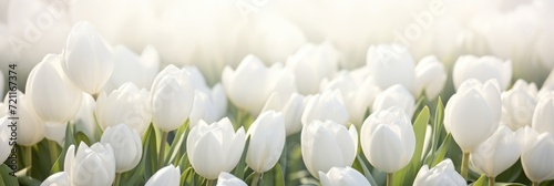 white tulips in spring #721167374