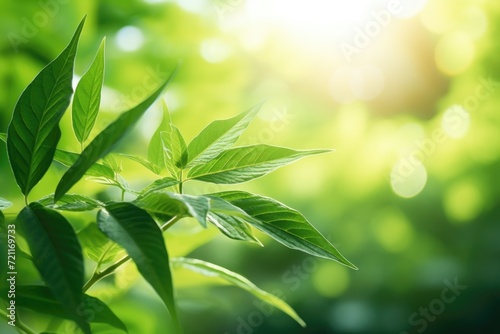 Beautiful nature view with green leaf and sunlight in garden.