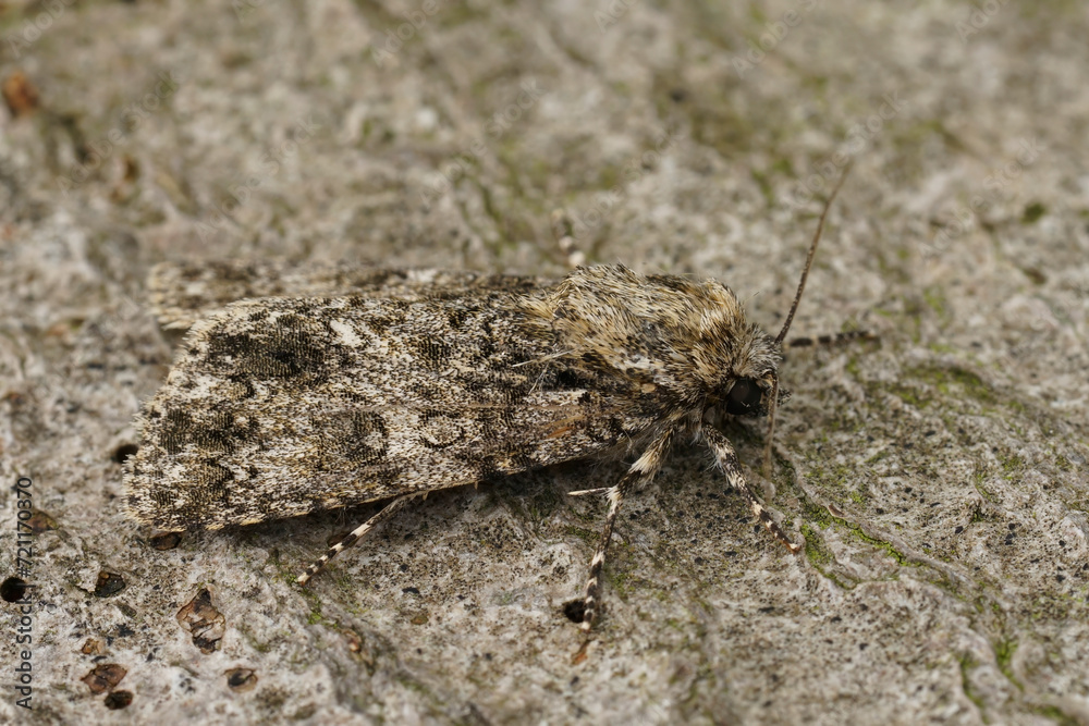 Closeup on a poplar grey moth, Subacronicta megacephala, on a rough wooden surface Closeup on a poplar grey moth, Subacronicta megacephala, on a rough wooden surface