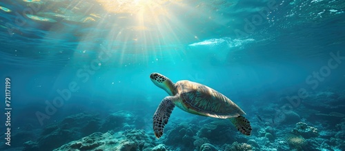 Underwater photography of a swimming turtle and marine life in a blue seascape. © 2rogan