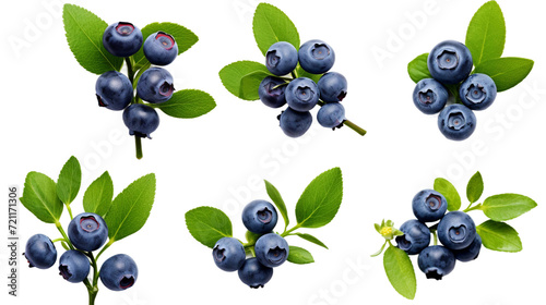 Elevate Your Design with 3D Blueberry Bush: Transparent Isolation, Flat Lay Garden Elements, Perfect for PNG Digital Art