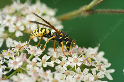 Closeup on a French yellow and black paperwasp, Polistes dominula feeding on a white flower © Henk