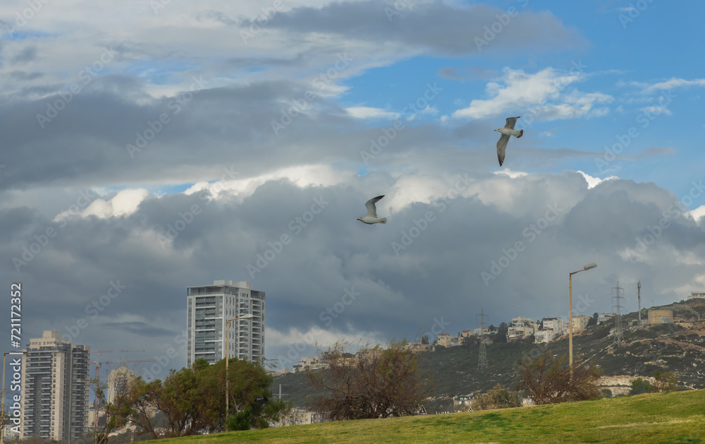 seagulls against the background of clouds and high-rise buildings seagulls against the background of clouds and high-rise buildings