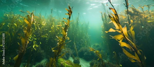 Covered with fine mud, there is a brown kelp called Ecklonia radiata amidst other underwater vegetation. photo