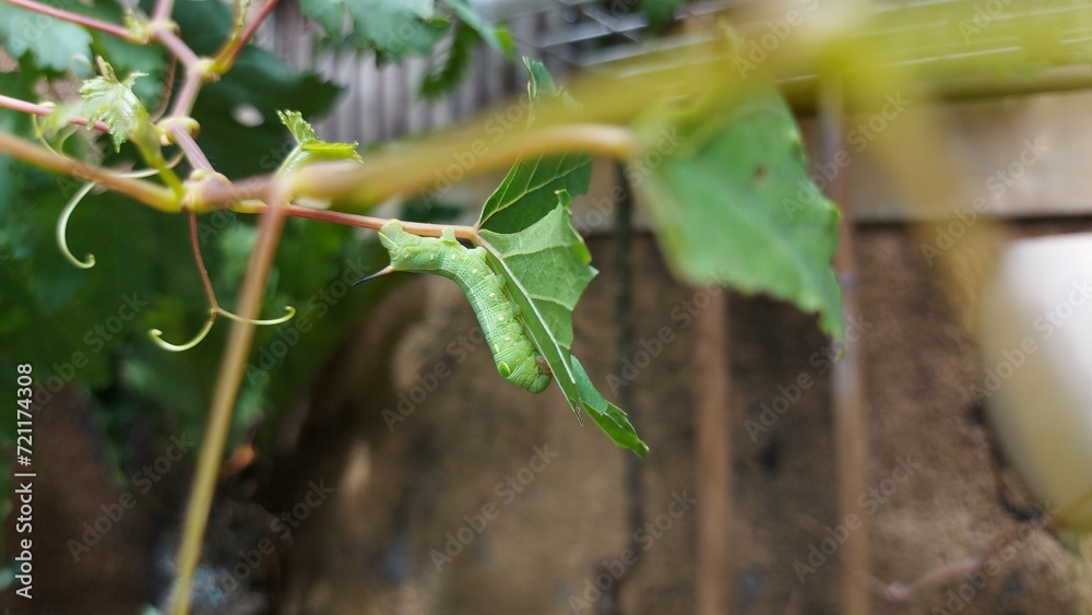 ulat or caterpillars on green leaves in the garden ulat or caterpillars on green leaves in the garden