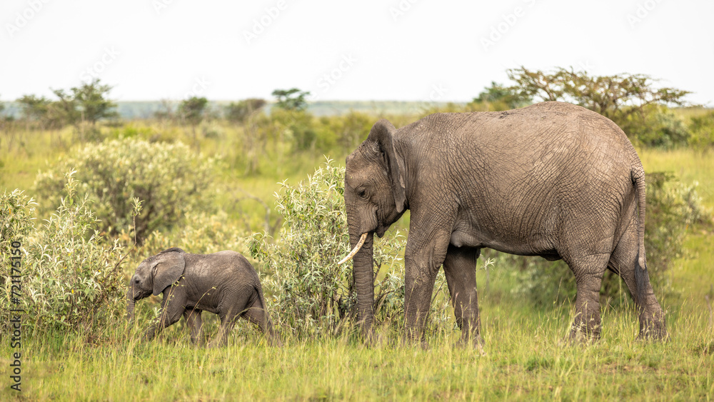 Elephant ( Loxodonta Africana) mother with calf, Olare Motorogi Conservancy, Kenya.