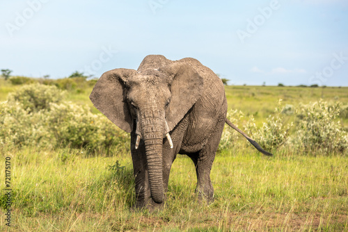 Elephant   Loxodonta Africana   Olare Motorogi Conservancy  Kenya.