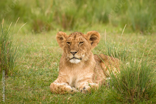 Lion cub ( Panthera Leo Leo) sleepy, Olare Motorogi Conservancy, Kenya.