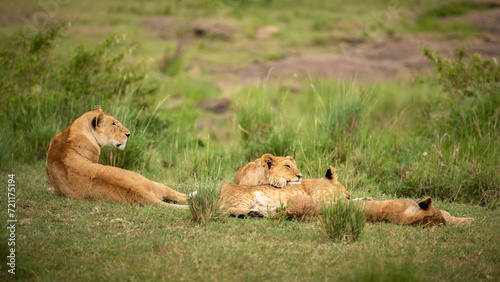 Lion pride ( Panthera Leo Leo) resting, Olare Motorogi Conservancy, Kenya. © Gunter