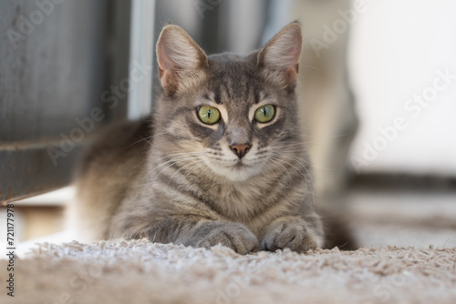 Fluffy cat pet indoor portrait
