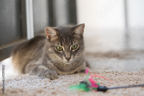 Fototapeta Naklejka Na Ścianę i Meble -  Gray hunting playing Cat with feather yarn wand toy indoor