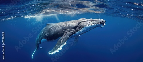 Blue Water hosts a young Humpback Whale. © 2rogan