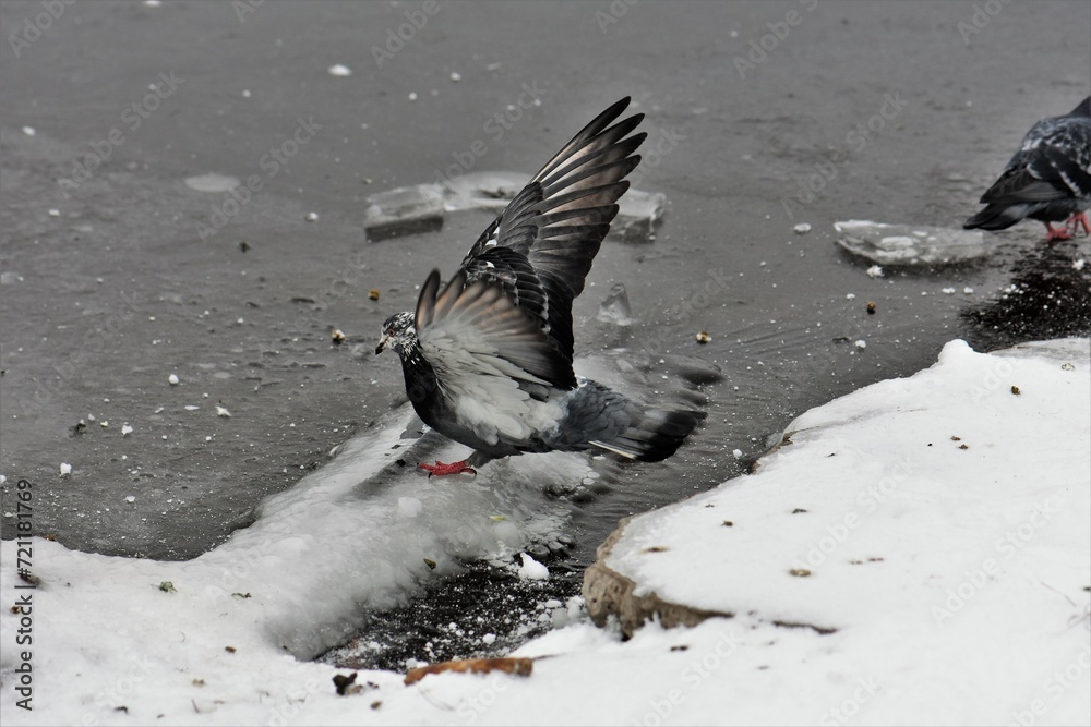 Fototapeta premium pigeon on the snow