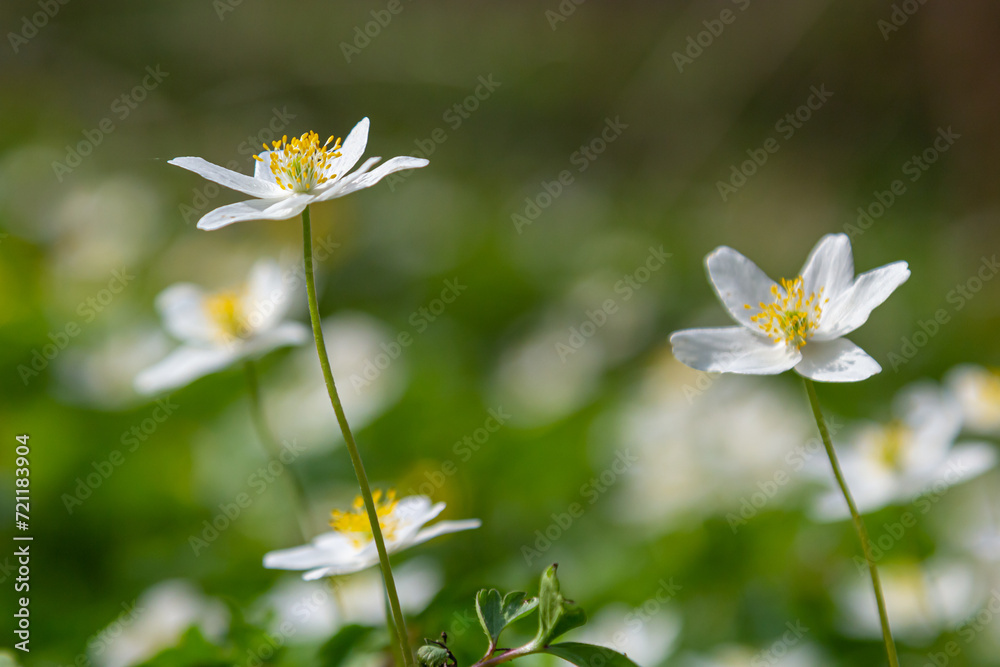 The many white wild flowers in spring forest. Blossom beauty, nature, natural. Sunny summer day, green grass in park. Anemonoides nemorosa The many white wild flowers in spring forest. Blossom beauty, nature, natural. Sunny summer day, green grass in park. Anemonoides nemorosa