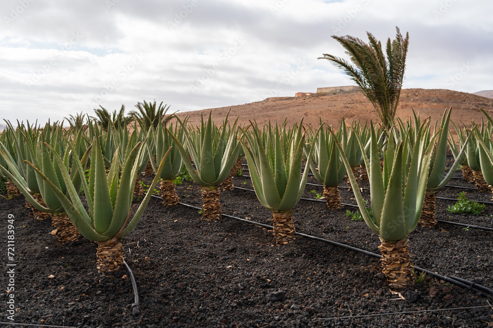 Obraz premium Aloe Vera Plantation in Tiscamanita, Fuerteventura